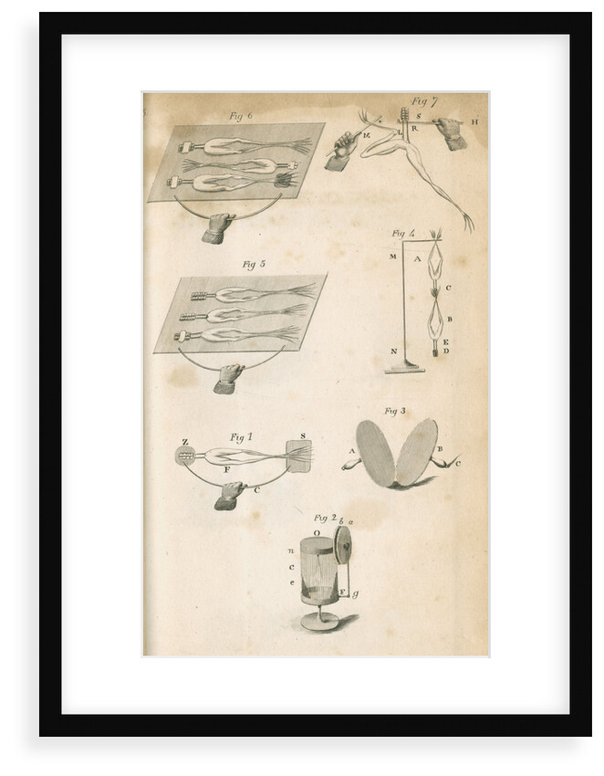 Experiments on galvanism with frogs by Anonymous