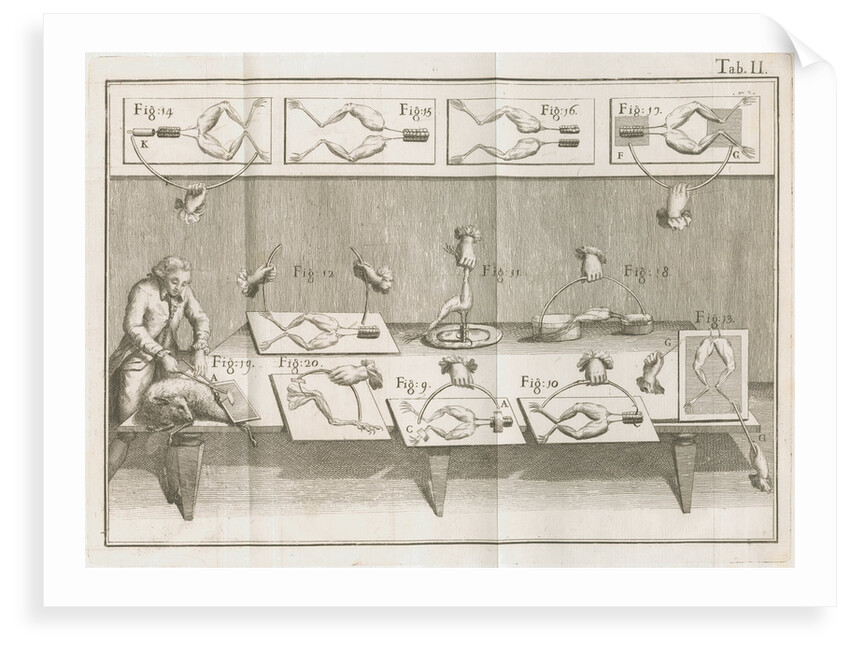 Galvani's electrical experiments on frogs legs by Anonymous