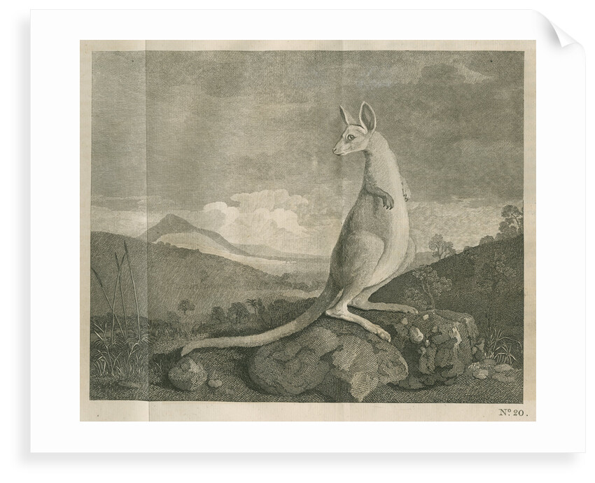 Sighting of a kangaroo by James Cook by Anonymous