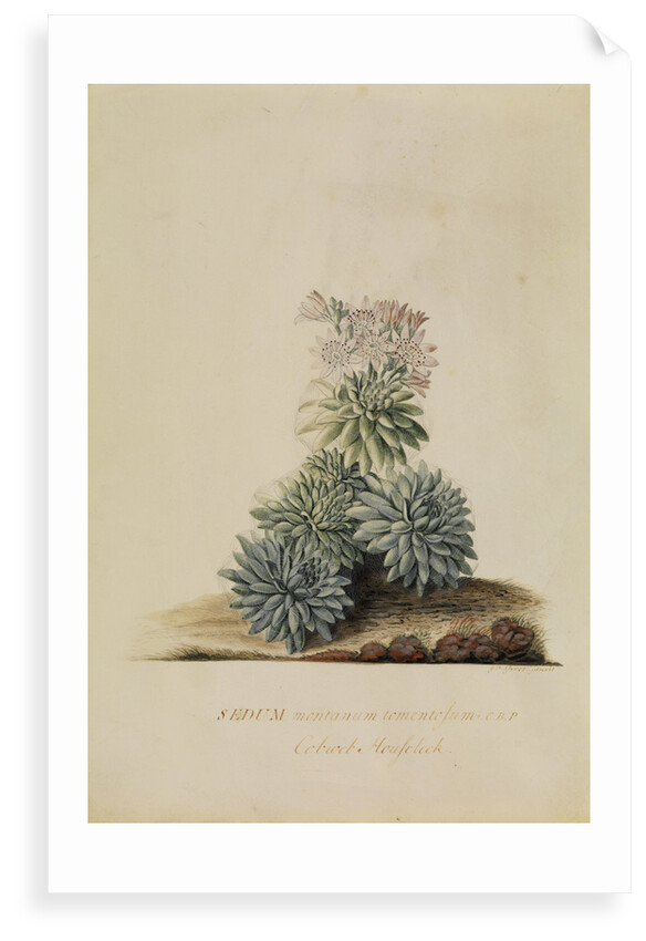 'Sedum montanum...' by Georg Dionysius Ehret