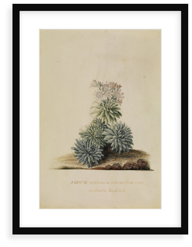 'Sedum montanum...' by Georg Dionysius Ehret