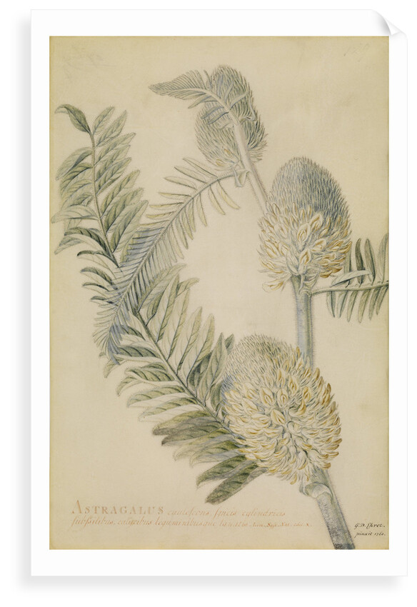 'Astragalus caulescens...' by Georg Dionysius Ehret