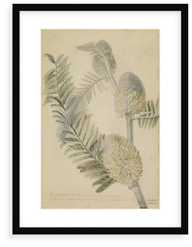 'Astragalus caulescens...' by Georg Dionysius Ehret