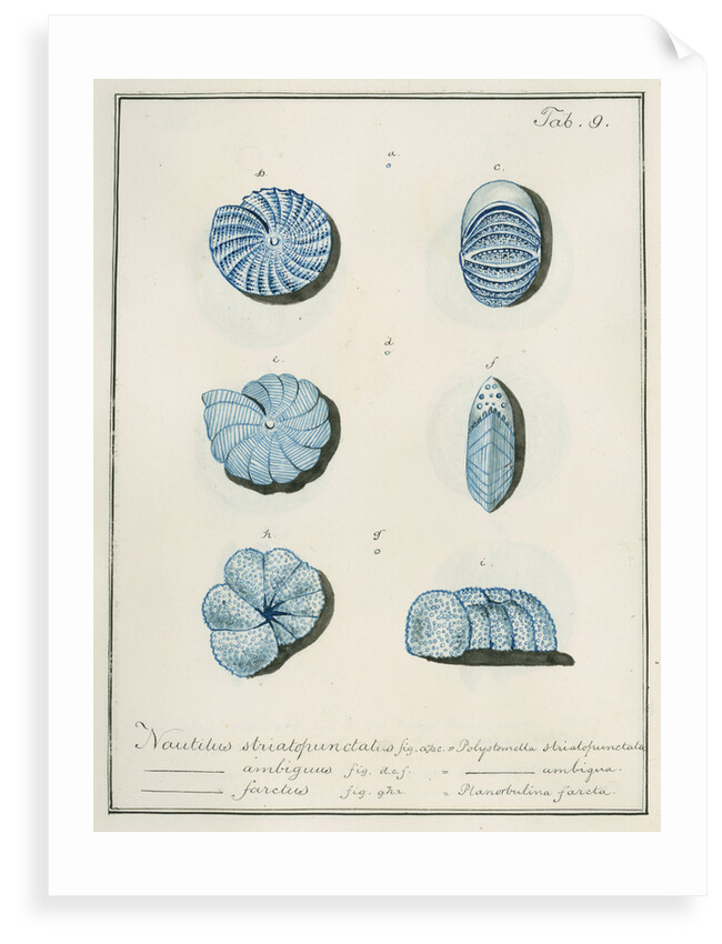'Nautilus striatopunctalis...' [three specimens of foraminifera] by Henry Bowman Brady