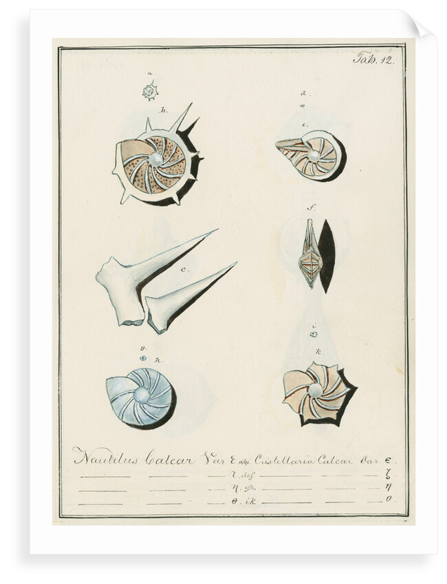 'Nautilus calcar...' [four specimens of foraminifera by Henry Bowman Brady