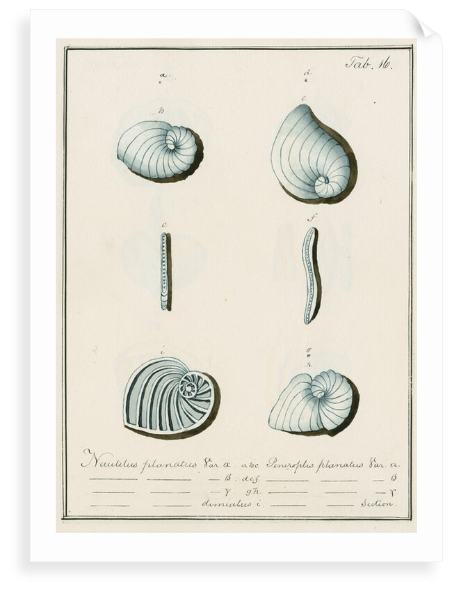 'Nautilus planatus...' [four specimens of foraminifera] by Henry Bowman Brady