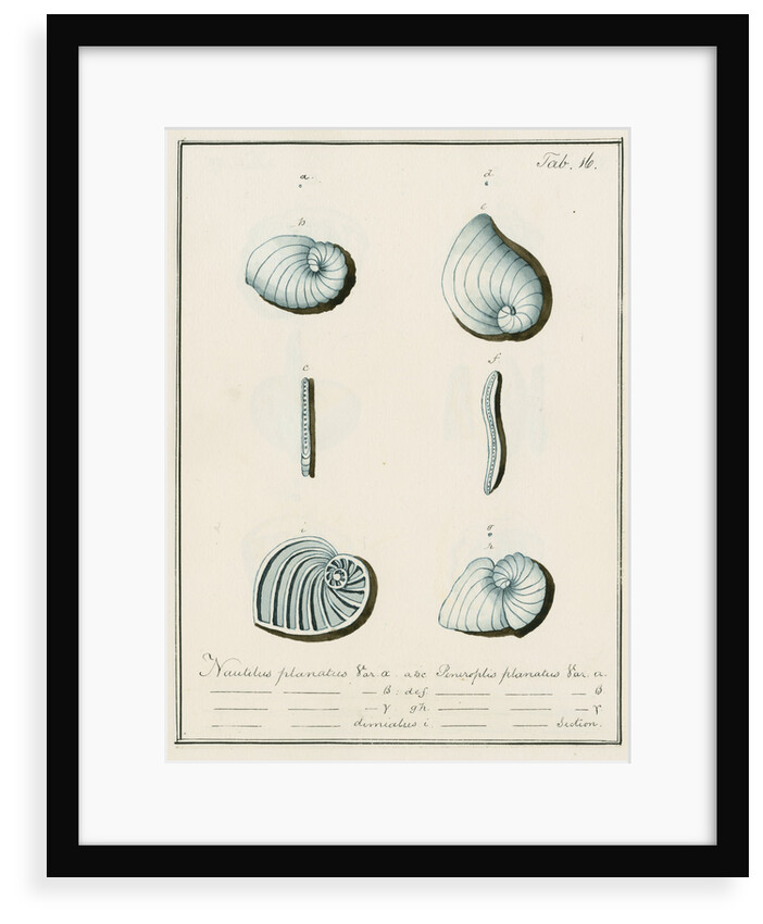 'Nautilus planatus...' [four specimens of foraminifera] by Henry Bowman Brady