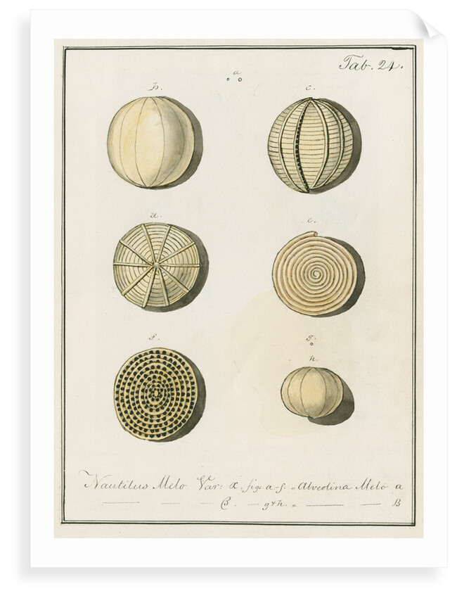 'Nautilus melo...' [two specimens of foraminifera] by Henry Bowman Brady