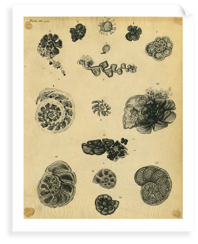 'Fossil remains of the soft parts of Rotaliae in chalk and flint' by Henry Bowman Brady