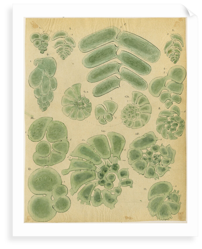 Textilarinen..Uvellinen..Helicotrochinen [specimens of foraminifera] by Henry Bowman Brady