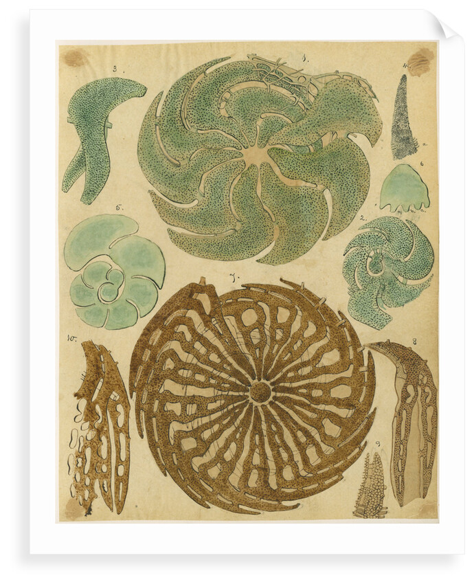 'Nonionina bavarica…' [four specimens of foraminifera] by Henry Bowman Brady