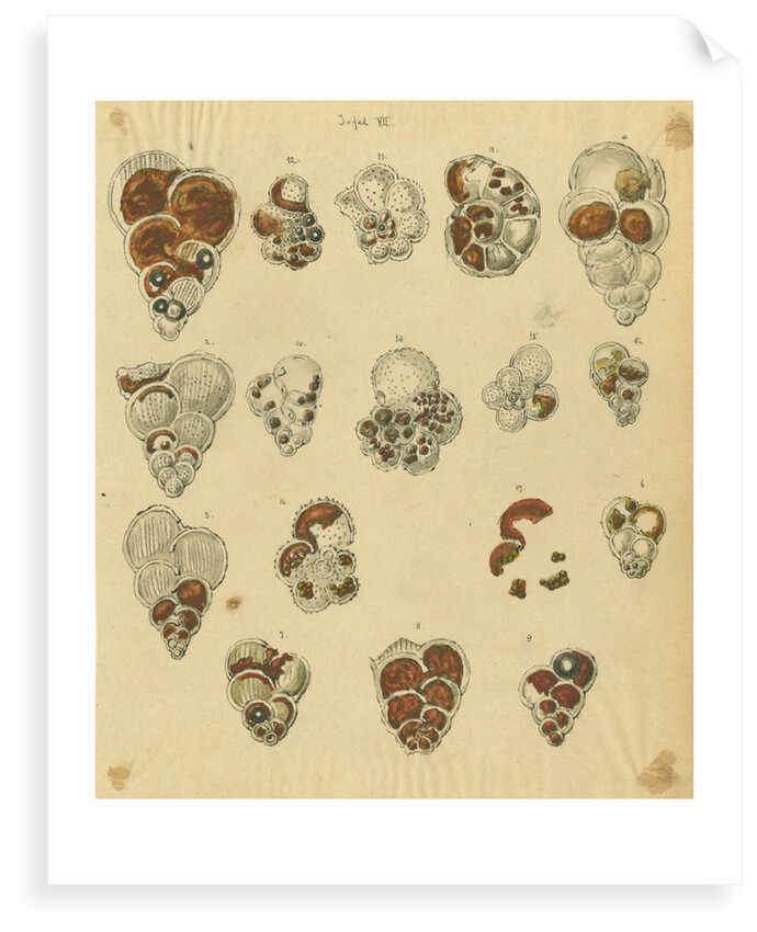 'Red sand, yellow sand & brown sand of the yellow chalk' [specimens of foraminifera] by Henry Bowman Brady