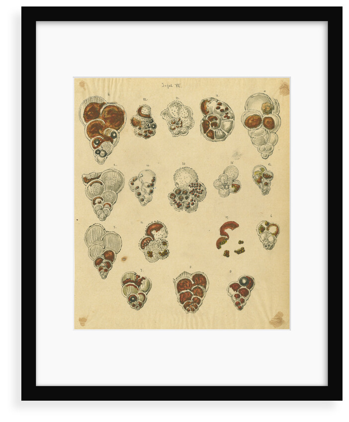'Red sand, yellow sand & brown sand of the yellow chalk' [specimens of foraminifera] by Henry Bowman Brady