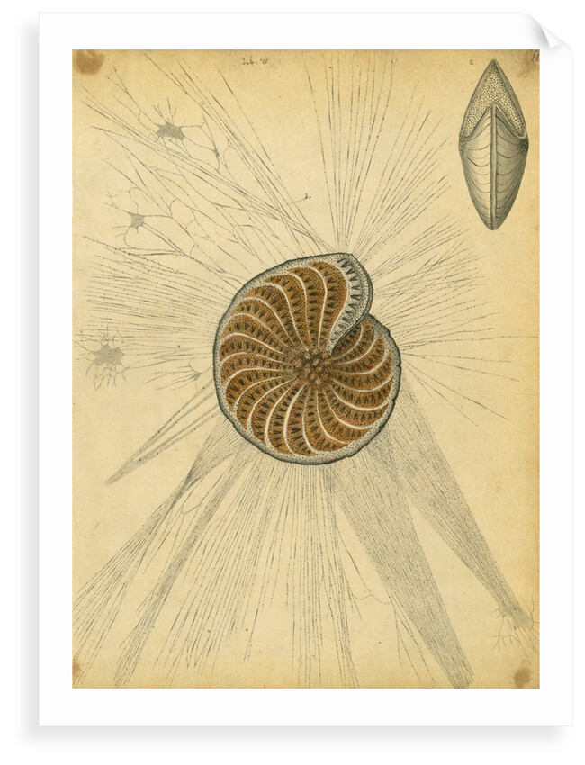 'Polystomella strigilata' [specimens of foraminifera] by Henry Bowman Brady
