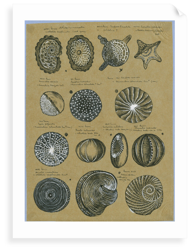 Twelve specimens of foraminifera by Henry Bowman Brady