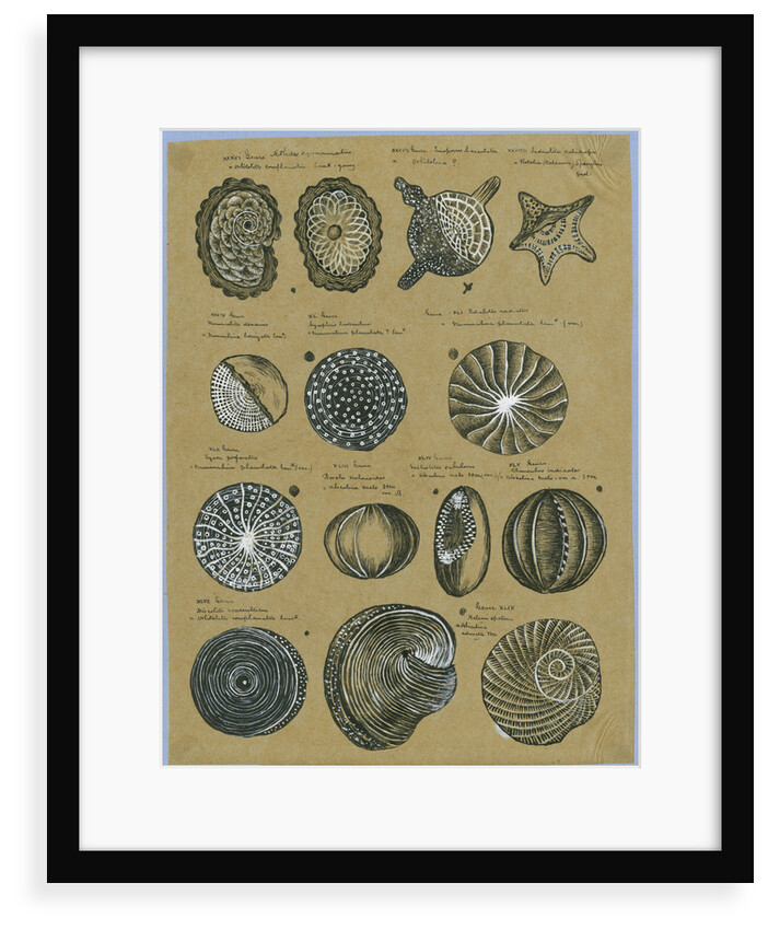 Twelve specimens of foraminifera by Henry Bowman Brady