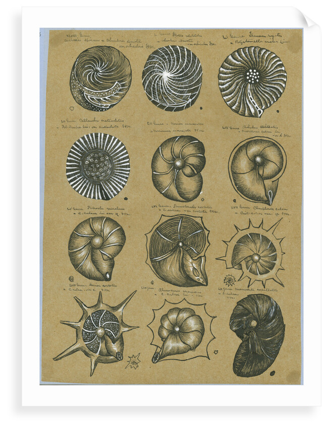 Twelve specimens of foraminifera by Henry Bowman Brady
