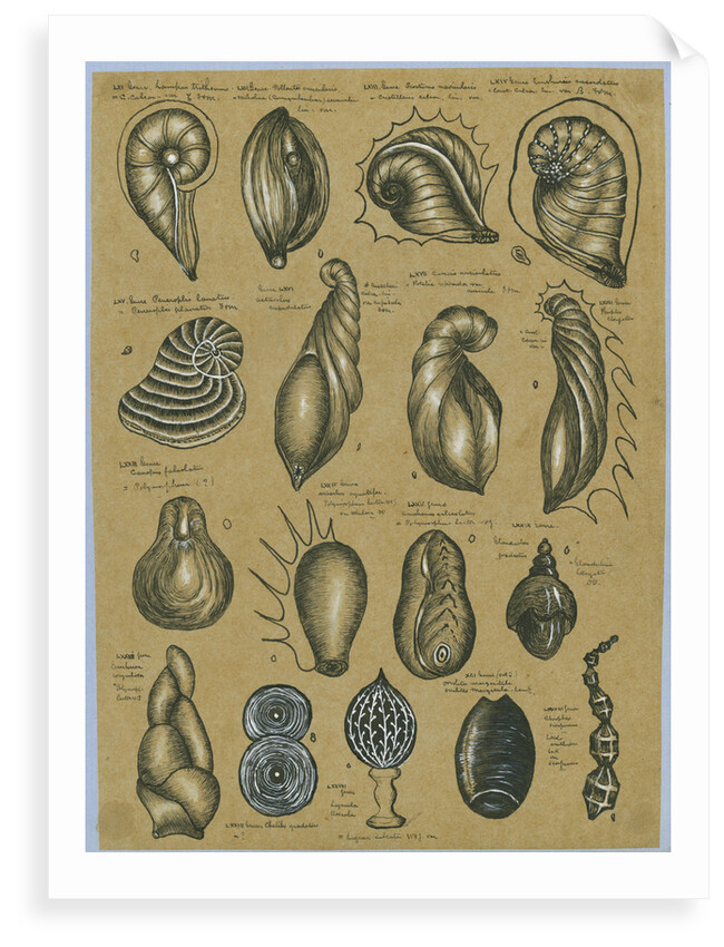 Seventeen specimens of foraminifera by Henry Bowman Brady
