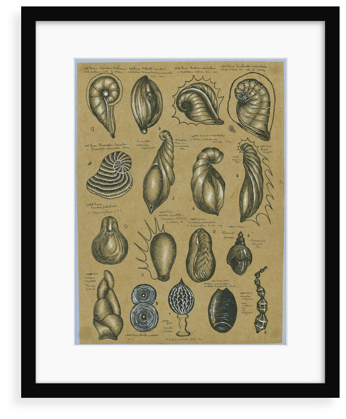Seventeen specimens of foraminifera by Henry Bowman Brady