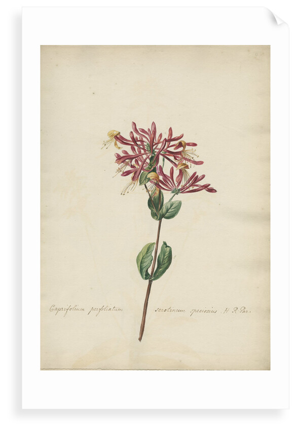 'Caprifolium perfoliatum...' by Jacob van Huysum