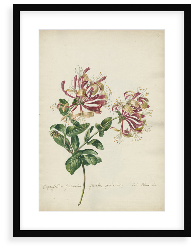 'Caprifolium Germanicu...' by Jacob van Huysum