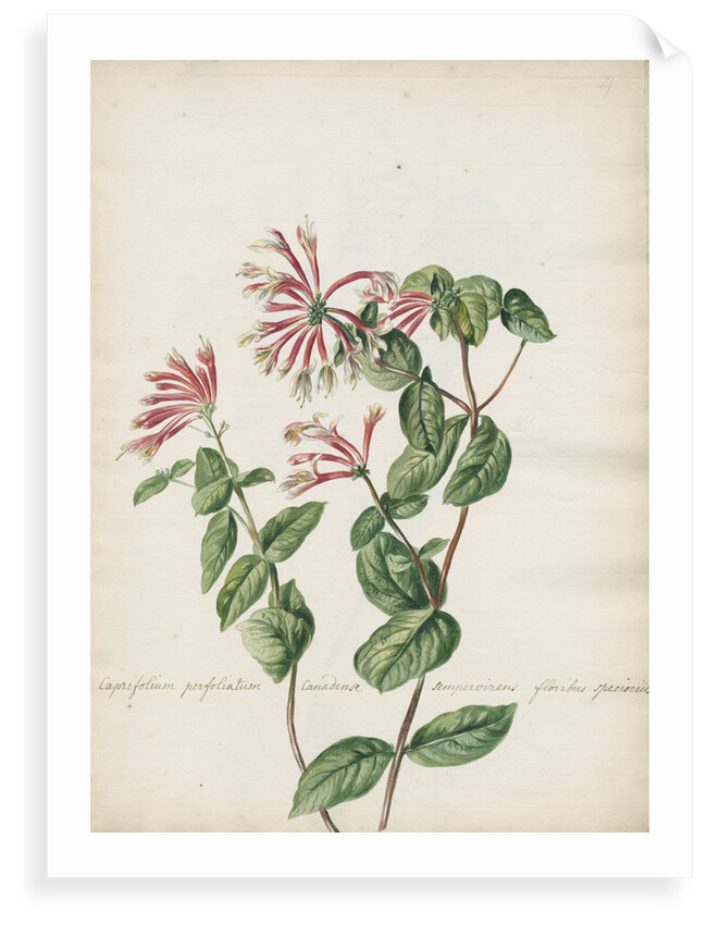 'Caprifolium perfoliatum...' by Jacob van Huysum