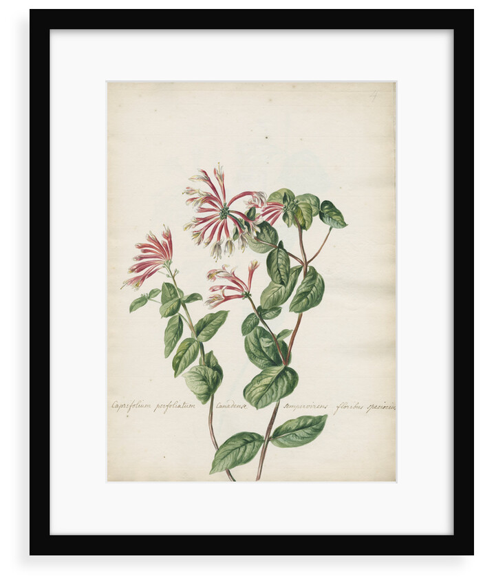 'Caprifolium perfoliatum...' by Jacob van Huysum