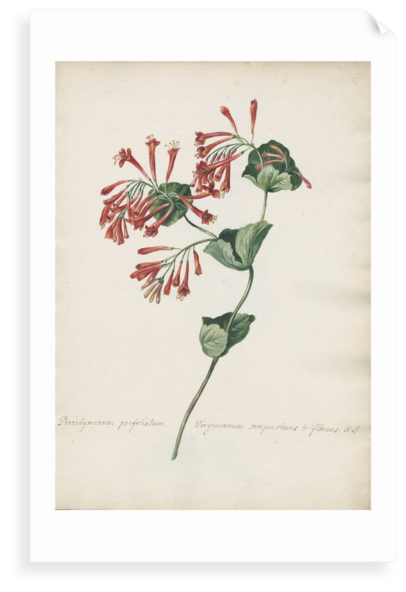 Periclymenum perfoliatum Virginianum... by Jacob van Huysum