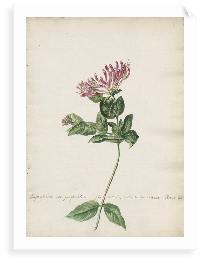 'Caprifolium non perfoliatum...' by Jacob van Huysum