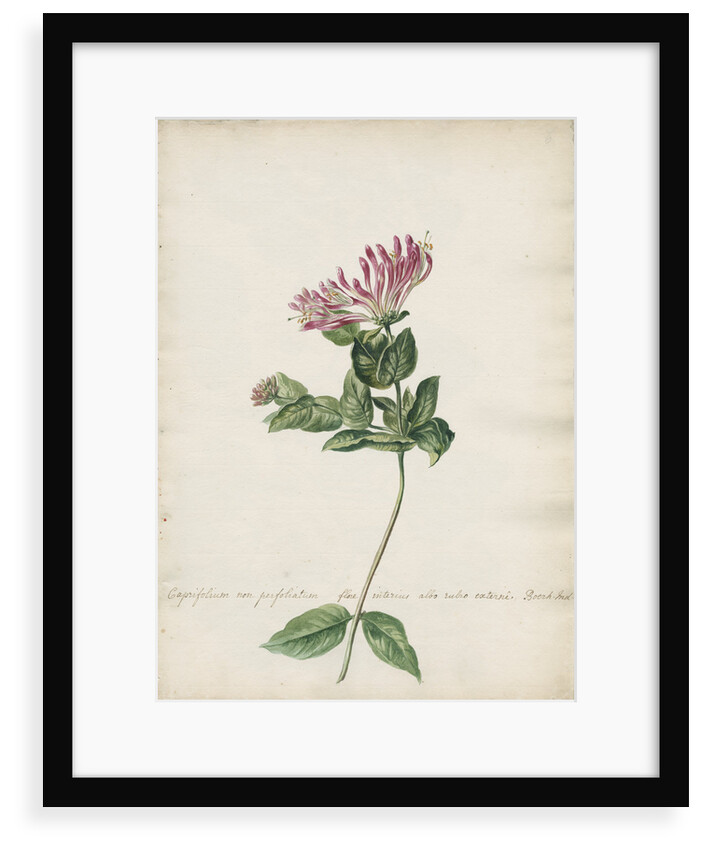 'Caprifolium non perfoliatum...' by Jacob van Huysum
