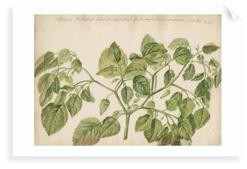 'Alkekengi Barbadense...' by Jacob van Huysum