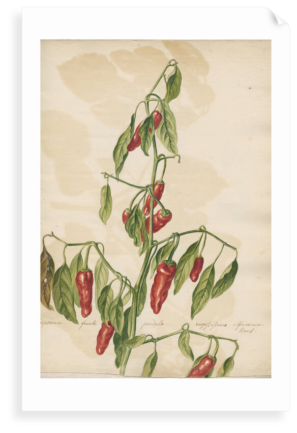 'Capsicum fructu...' by Jacob van Huysum