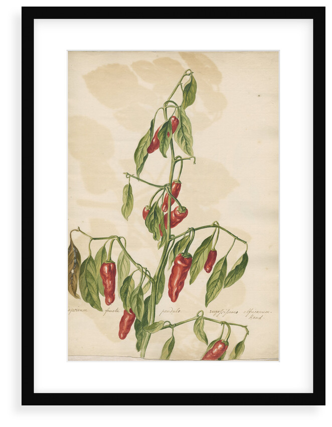 'Capsicum fructu...' by Jacob van Huysum