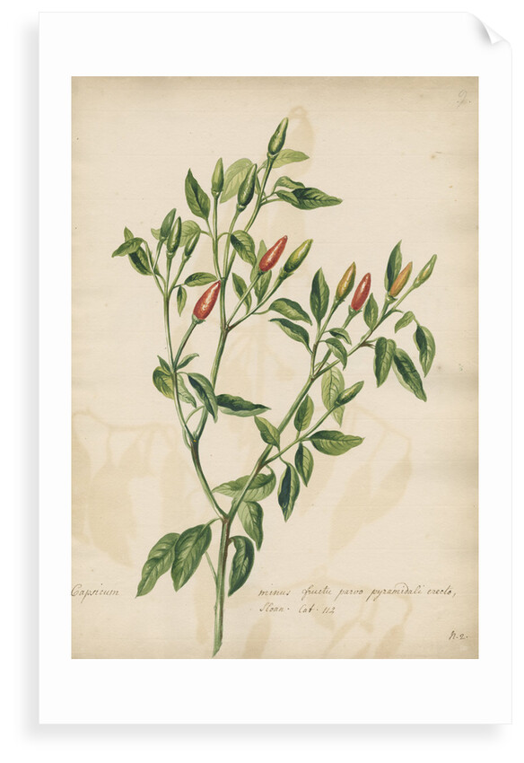'Capsicum minus...' by Jacob van Huysum