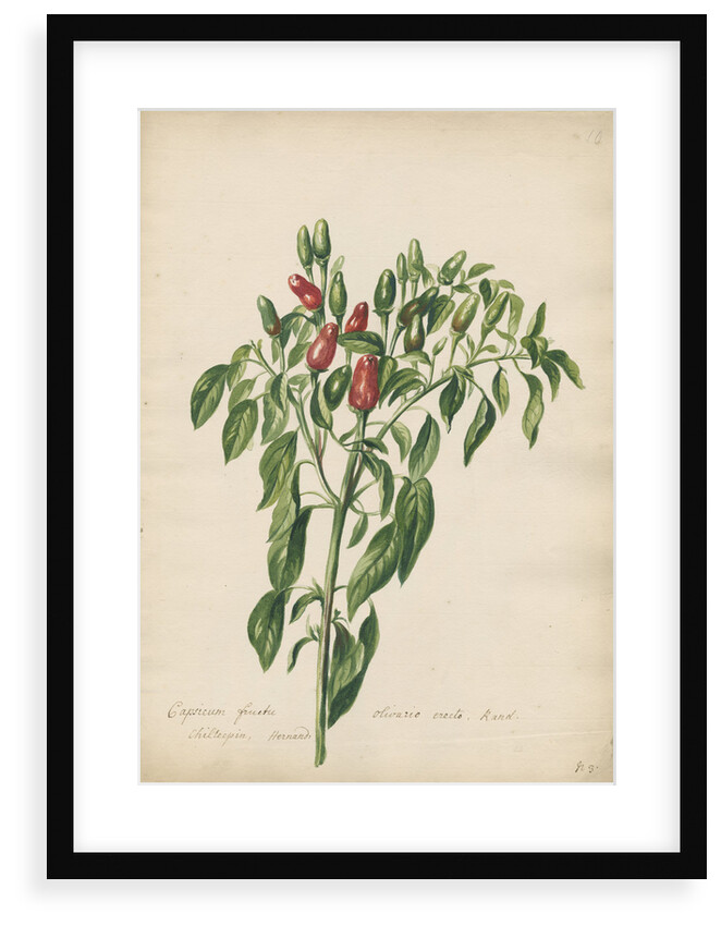 'Capsicum fructu olivario...' by Jacob van Huysum