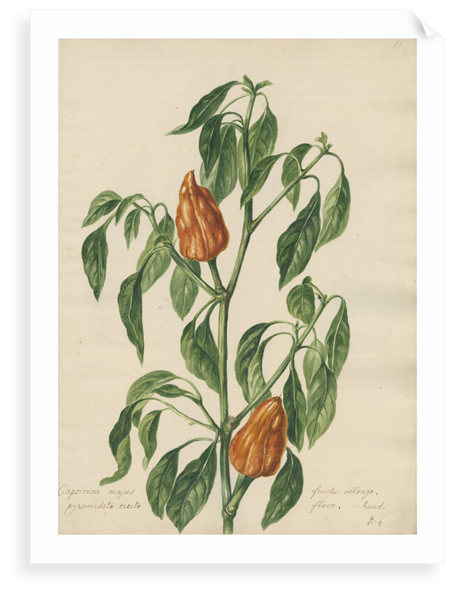 'Capsicum majus...' by Jacob van Huysum