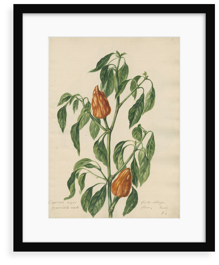 'Capsicum majus...' by Jacob van Huysum