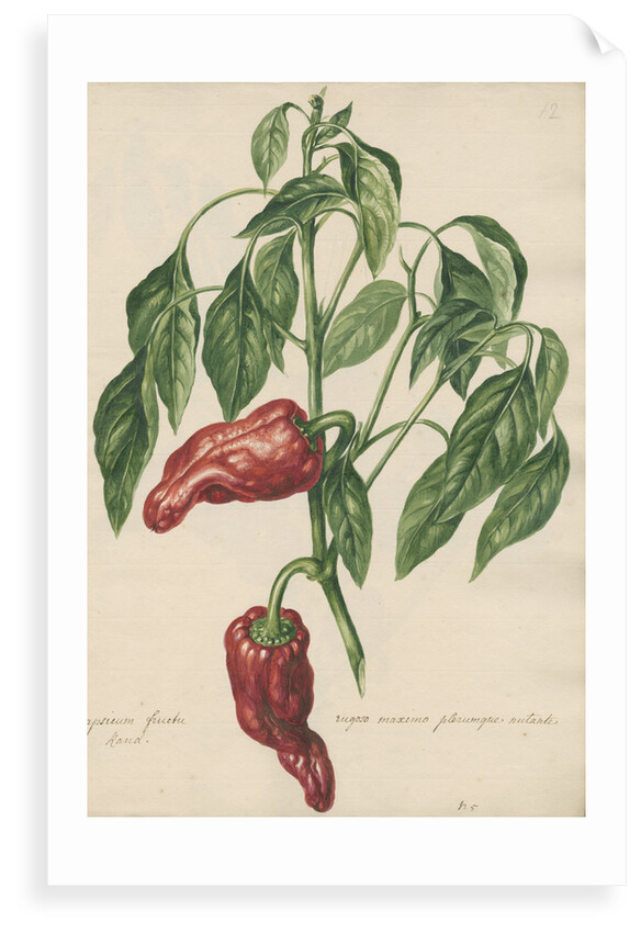 'Capsicum fructu rugoso...' by Jacob van Huysum