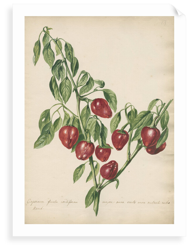 'Capsicum fructu cordiformi...' by Jacob van Huysum