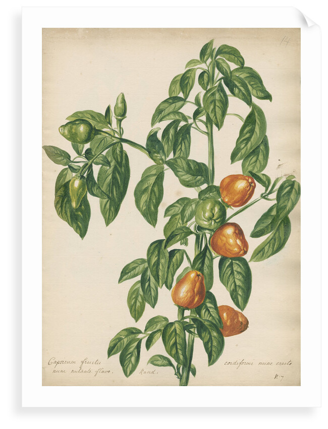 'Capsicum fructu cordiformi...' by Jacob van Huysum