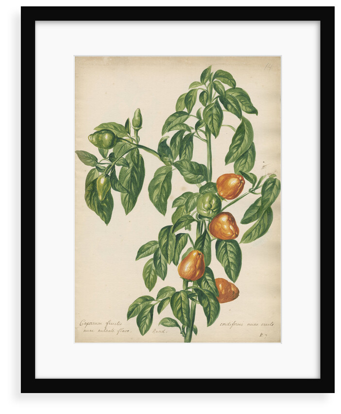 'Capsicum fructu cordiformi...' by Jacob van Huysum