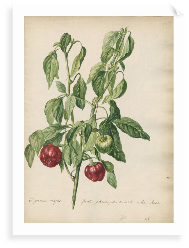 'Capsicum majus fructu...' by Jacob van Huysum