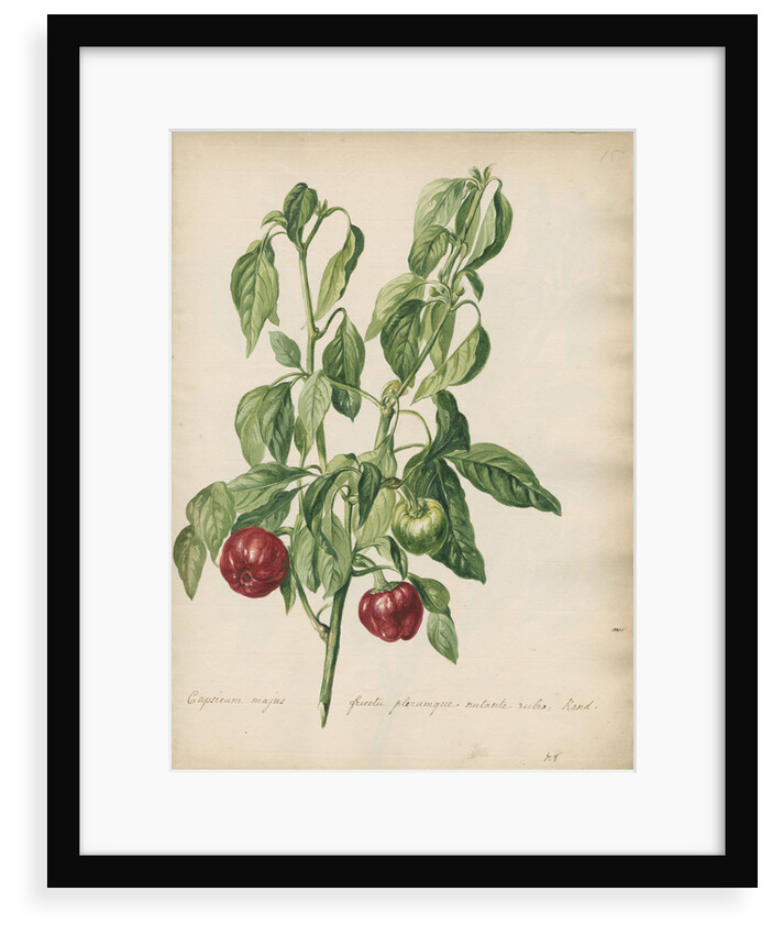 'Capsicum majus fructu...' by Jacob van Huysum