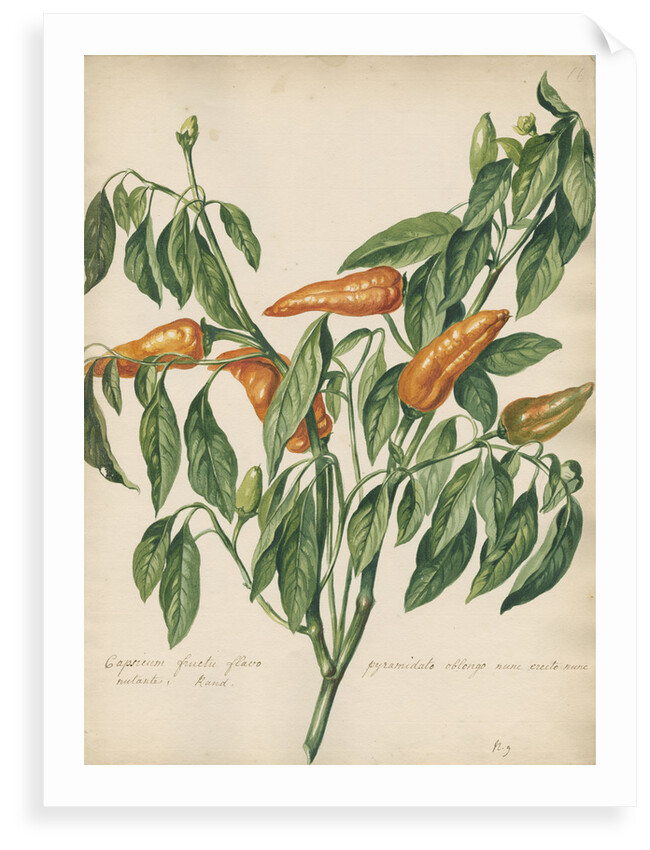 'Capsicum fructu flavo pyramidato...' by Jacob van Huysum