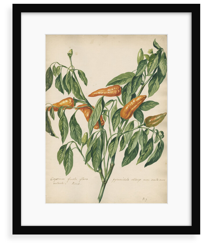 'Capsicum fructu flavo pyramidato...' by Jacob van Huysum