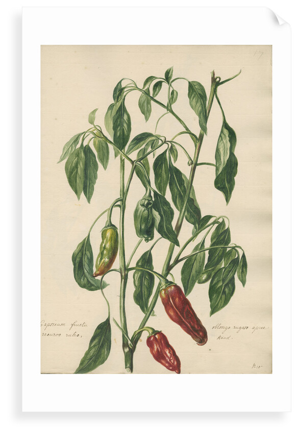 'Capsicum fructu oblongo rugoso...' by Jacob van Huysum