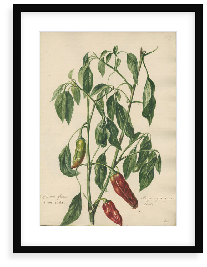 'Capsicum fructu oblongo rugoso...' by Jacob van Huysum