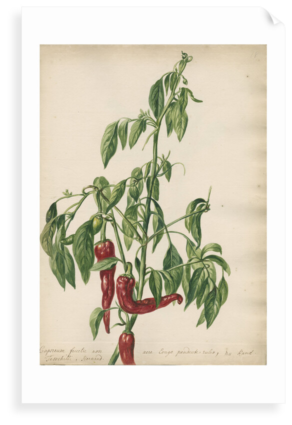 'Capsicum fructu non acre...' by Jacob van Huysum