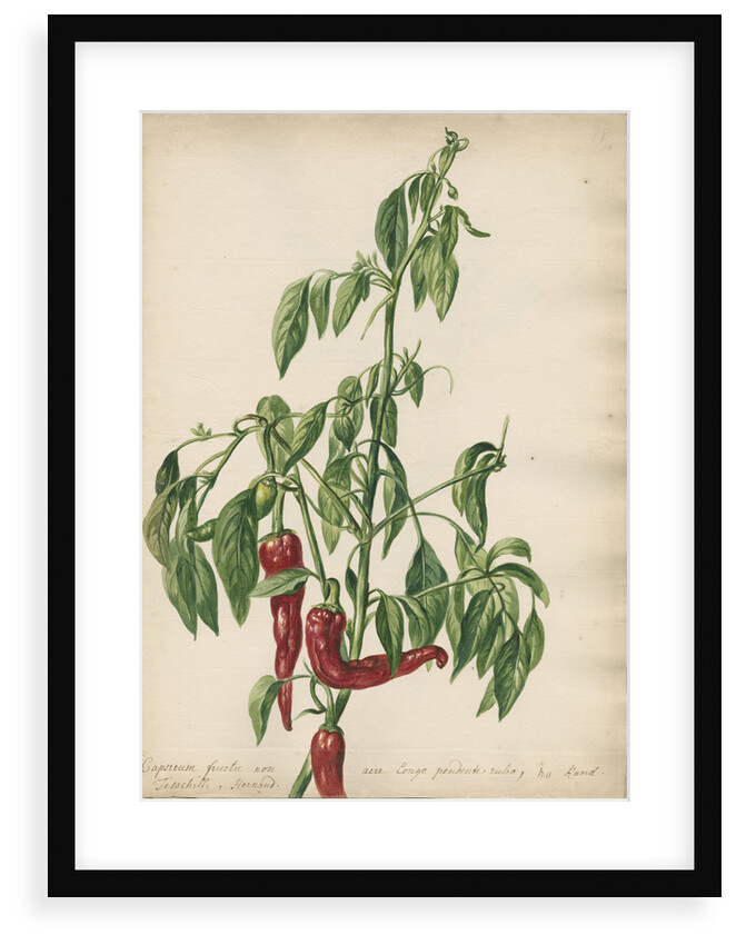 'Capsicum fructu non acre...' by Jacob van Huysum