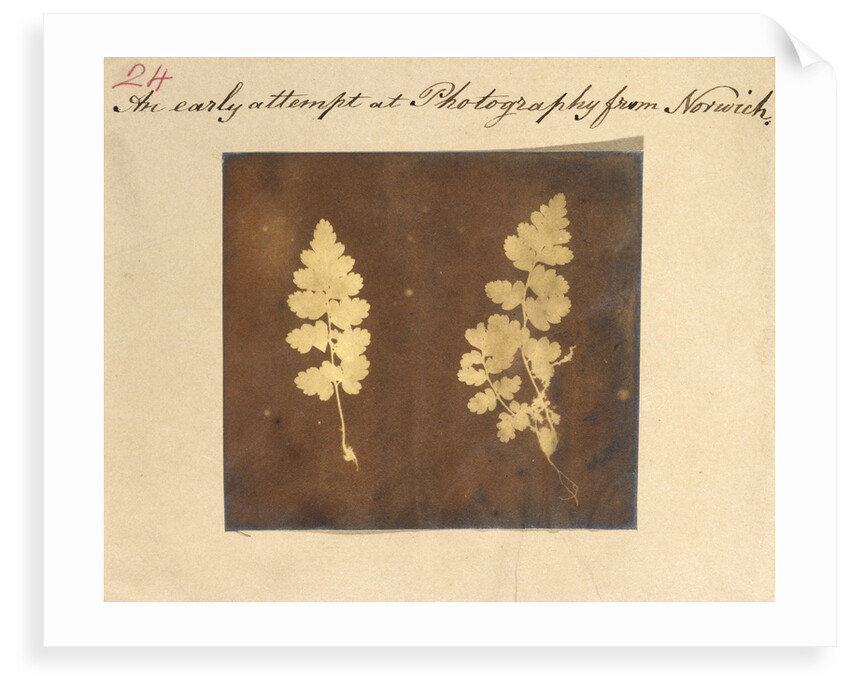 Two specimens of fern leaf by Caleb Burrell Rose
